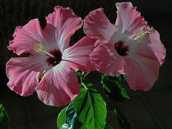 How do you make hibiscus syrup?