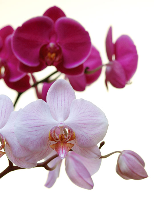 Orchids | mjskitchen.com