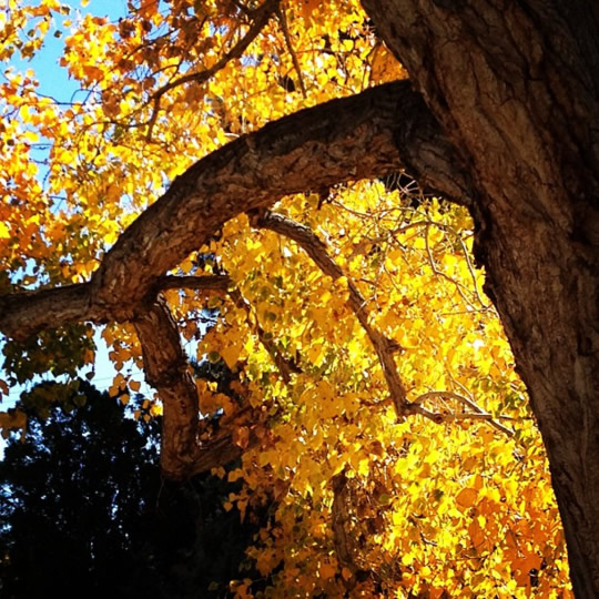 New Mexico cottonwoods in the fall | mjskitchen.com