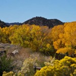 Cottonwoods of the Rio Grande in the Fall, New Mexico