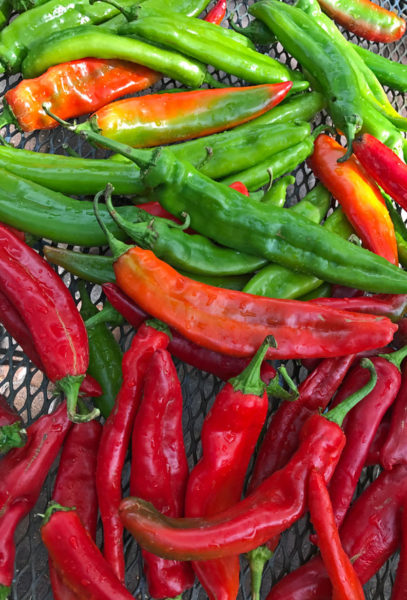 How to roast chile peppers #hatchchile #NewMexico #chile @mjskitchen