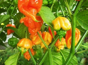 The Naga Viper chile pepper from Fordsfieryfoodsandplants.com mjskitchen.com