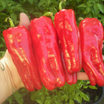 Urfa Biber chile peppers from fordsfieryfoodsandplant.com mjskitchen.com