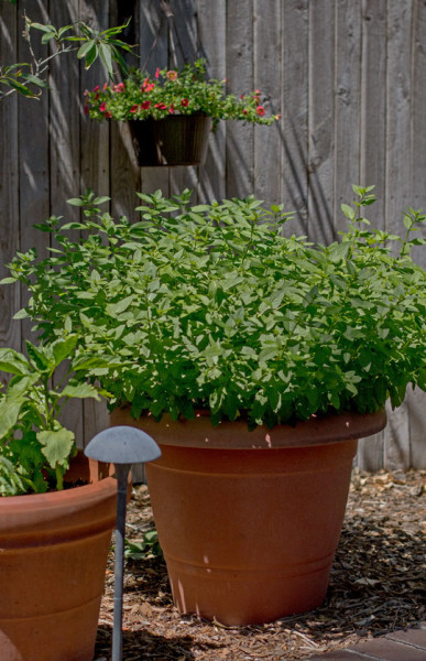 Grow mint in a large container to keep it from taking over your garden. mjskitchen.com
