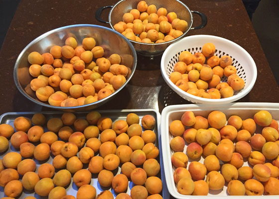 Apricot pick of 2017 - froze some, made jam, a clafoutis and a BBQ sauce | mjskitchen.com