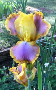 "In Living Color" iris from the Hondo Iris Farm, San Patricio, New Mexico | mjskitchen.com