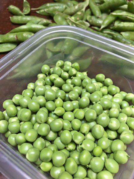 Shelled sugar snap peas make the best sweet peas #sugarsnaps #peas