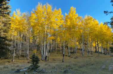 October aspens trees in the Jemez Mountains, New Mexico - October #aspens #newmexico @mjskitchen
