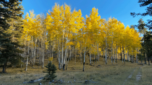 October aspens trees in the Jemez Mountains, New Mexico - October #aspens #newmexico @mjskitchen
