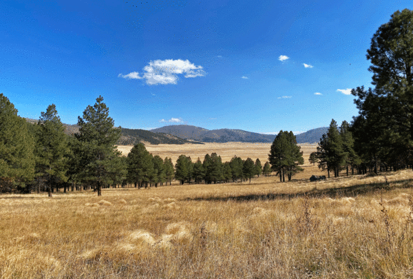 View from with in the Valle Grande in the Valles Caldera, Jemez Mountains, New Mexico. #NewMexico #vallegrande #vallescaldera @mjskitchen