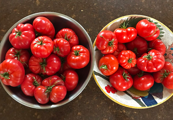 Bag up your green tomatoes and leave a few weeks for red ripe tomatoes #greentomatoes #tomatoes #howto @mjskitchen