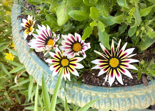 Gazania blooms at Los Poblanos, New Mexico @mjskitchen