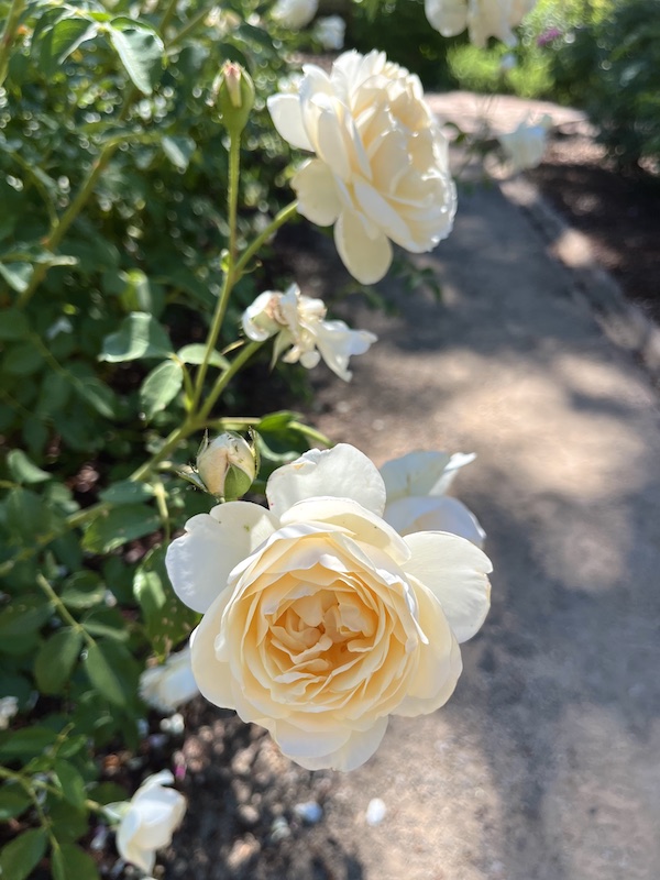 White Rose in Greely Gardens @LosPoblanos New Mexico @mjskitchen
