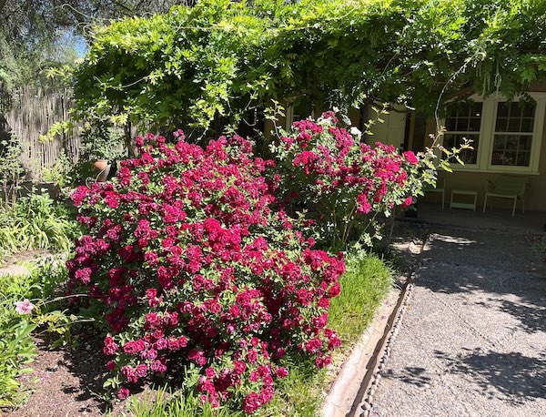 Wild roses in the Greely Graden at Los Poblanos, New Mexico #NewMexico @mjskitchen