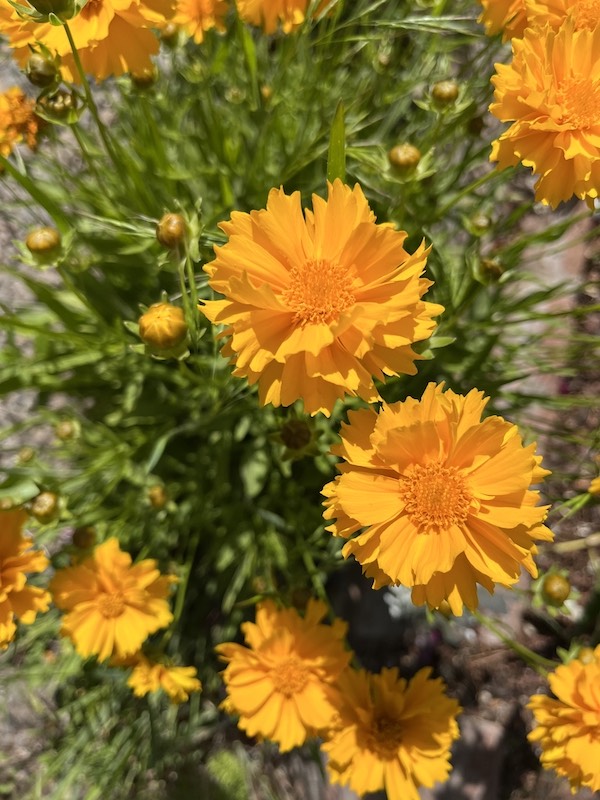 Los Poblanos, New Mexico - Coreopsis orange flower @mjskitchen