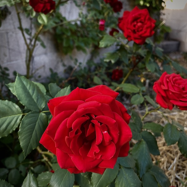 Los Poblanos, New Mexico - Greely Rose Garden #LosPoblanos #rose @mjskitchen